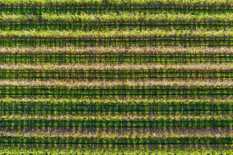 Apple plantation from above