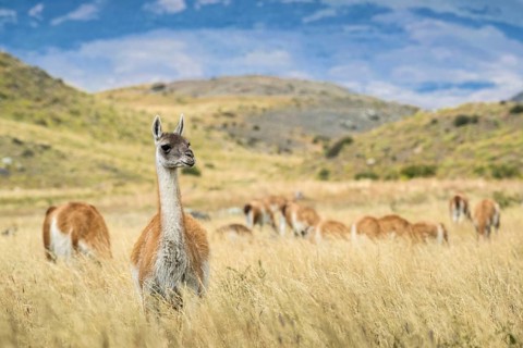 Guanacos