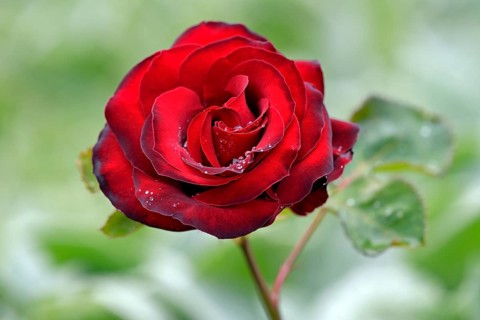 Edelrose