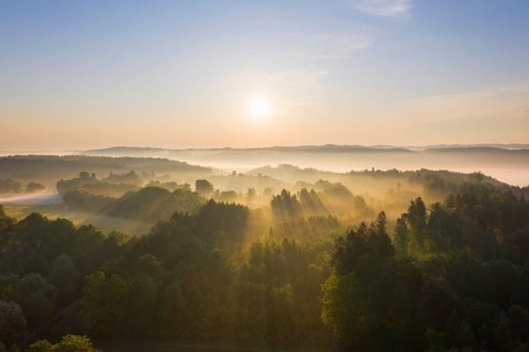 Forest landscape with fog in the morning light
