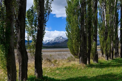 Poplar trees in front of the Andes