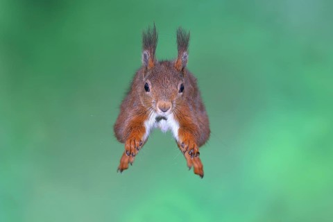 Eurasian red squirrel
