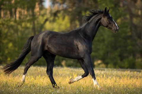 Warmblood black gelding at the trot on pasture