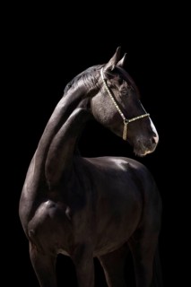 Warmblood gelding black black in portrait with halter in front of black background