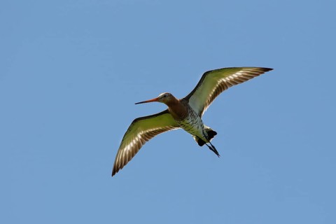 Black-tailed godwit