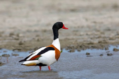 Common shelduck