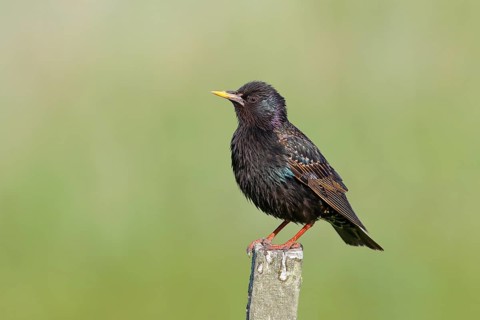 Starling