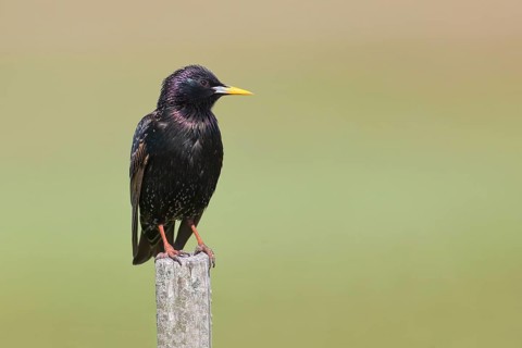 Starling
