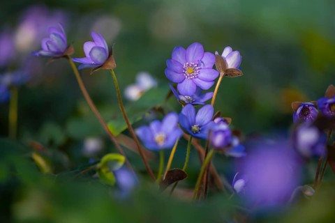Blue Liverwort