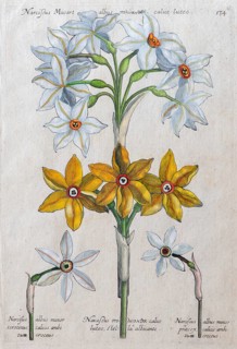 Daffodils