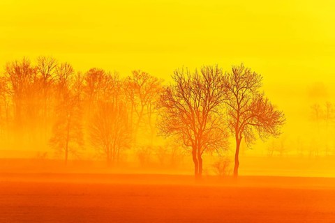 Meadows and trees in early fog