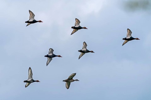Mallards