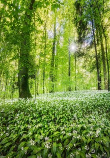 Flowering Ramsons