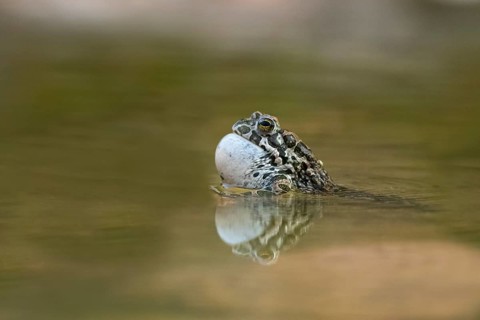 European green toad
