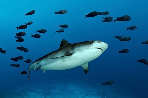 Tiger Shark