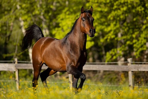 Brown thoroughbred Arabian stallion on the pasture in spring