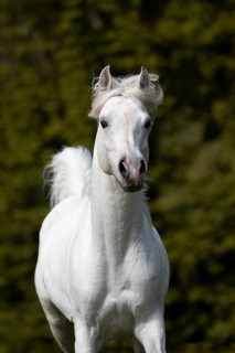 Thoroughbred Arabian grey stallion portrait