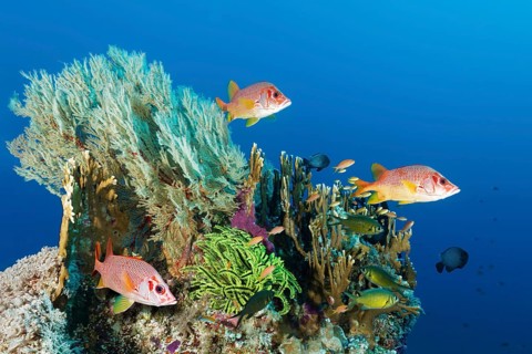 Coral block with different stony corals