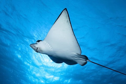 Spotted eagle ray