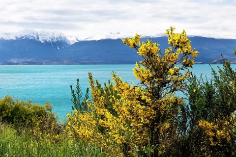 Yellow broom bushes in front of General Carrera Lake