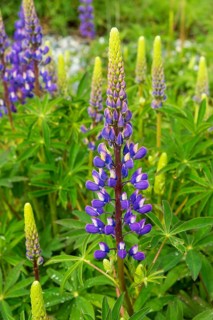 Violet flowering Lupins