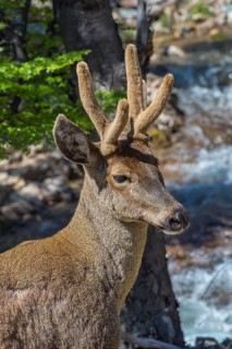 Male South Andean Deer