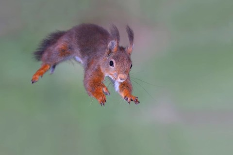 Eurasian red squirrel