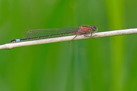 Blue-tailed damselfly