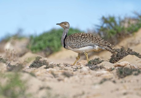 Houbara bustardmales