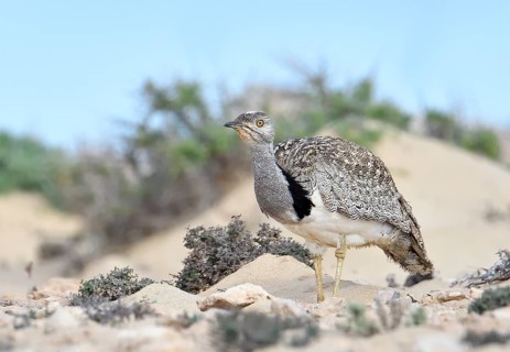 Houbara bustardmales