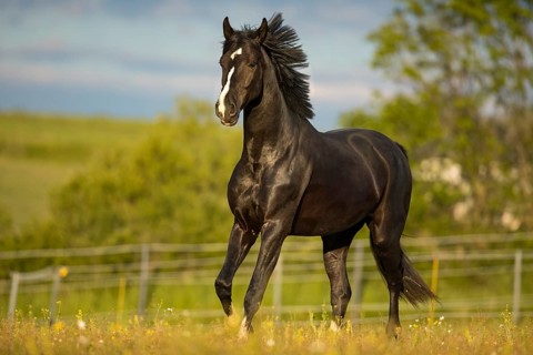 Warmblood black gelding at the trot on pasture