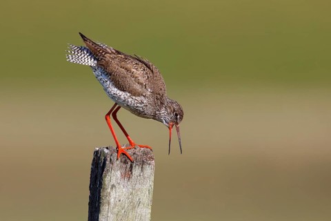 Common redshank
