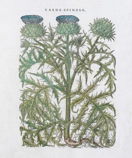 Spear Thistle