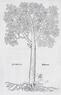 Oak