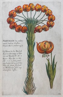 Martagon lily