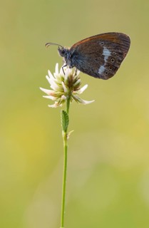 Pearly heath