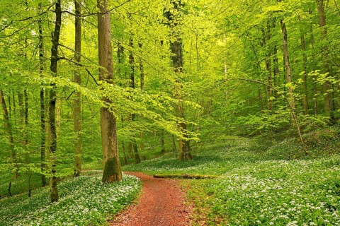 Hiking trail through Common beeches forest