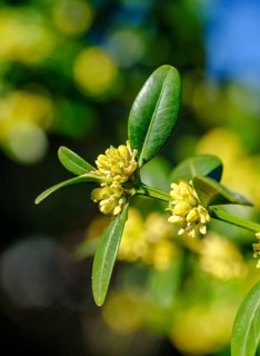 Flowers and leaves of Common box