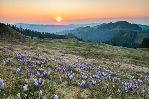Meadow with flowering purple Crocus