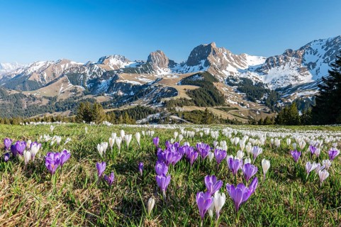 Blossoming crocus meadow near Gurnigelpass