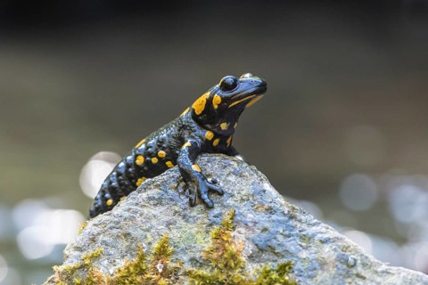 Fire salamander