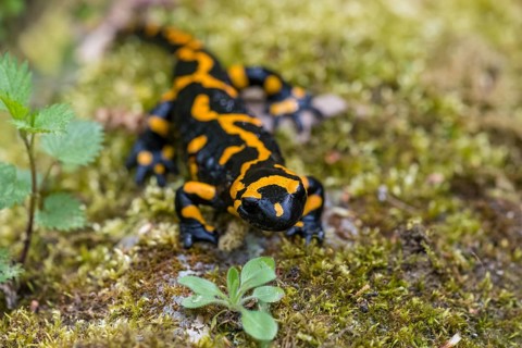 Fire salamander