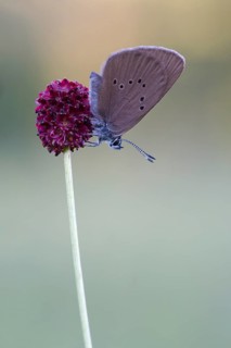 Dusky large blue