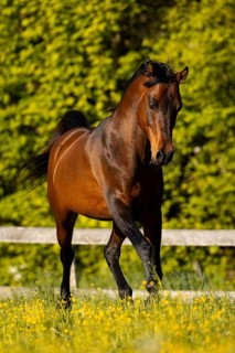 Brown thoroughbred Arabian stallion on the pasture in spring