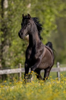 Thoroughbred Arabian black stallion in spring on the pasture