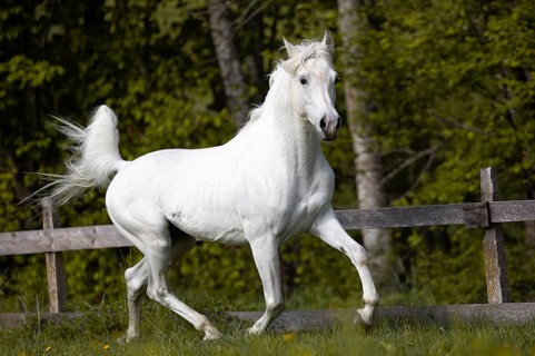 Thoroughbred Arabian grey stallion in spring on the pasture