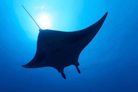 Reef manta ray