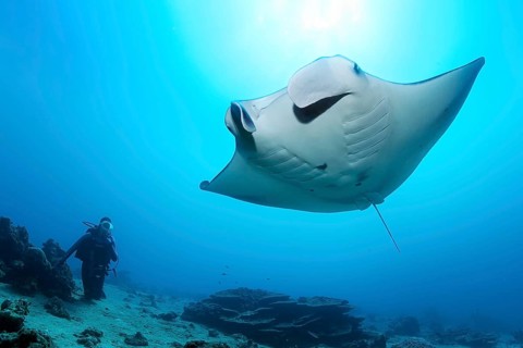Diver observes reef manta ray