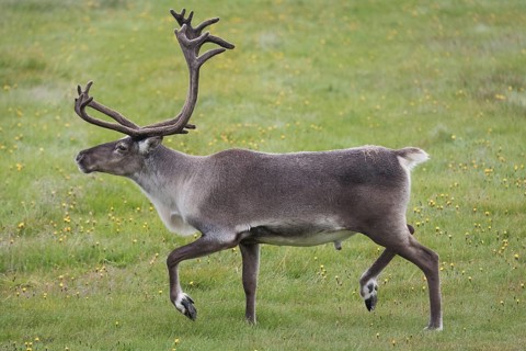 Reindeer