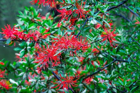 Chilean firebush or Notro